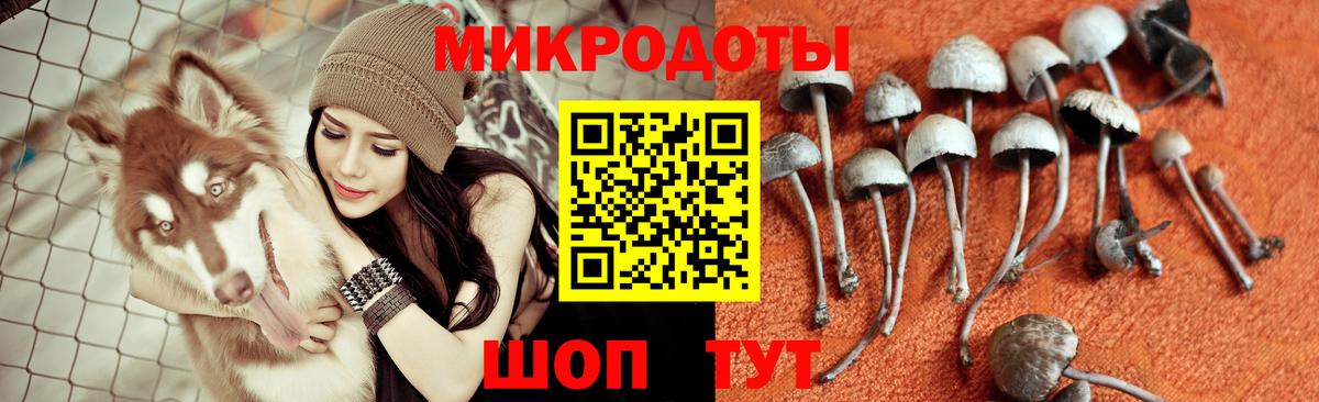 Галлюциногенные грибы Cubensis Ставрополь